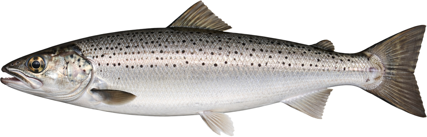 Atlantischer Lachs