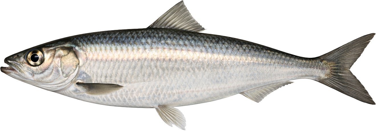 Hering