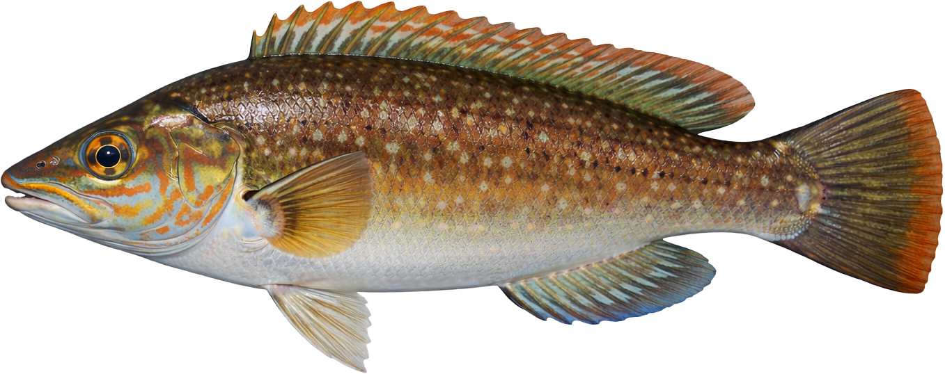 Lippfisch