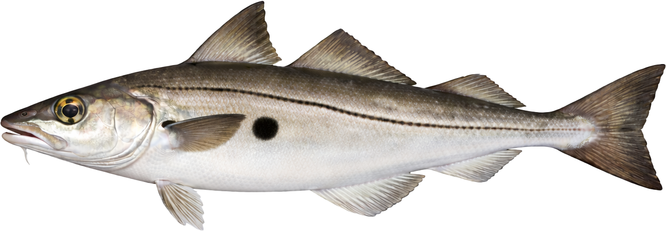 Schellfisch