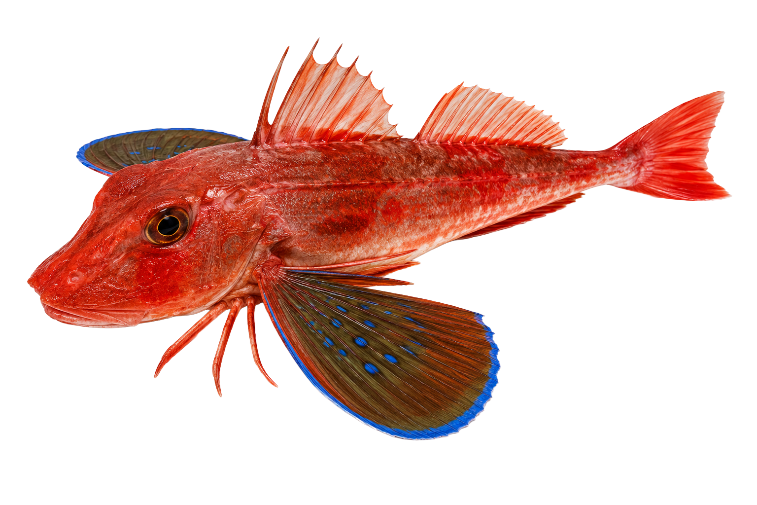 Roter Knurrhahn