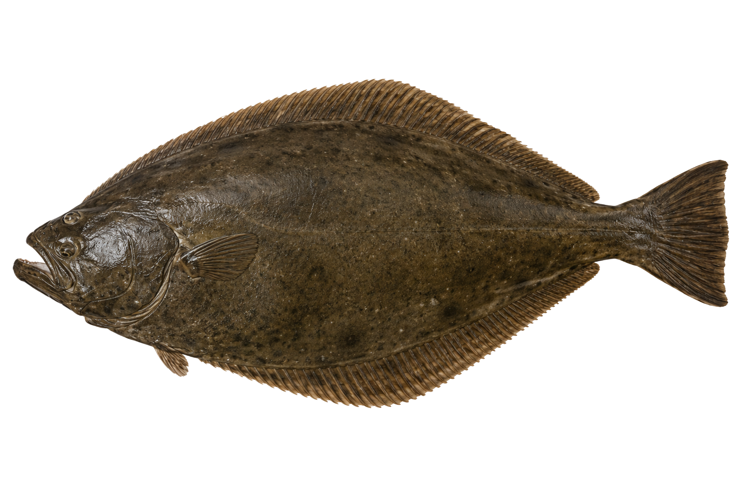 Heilbutt