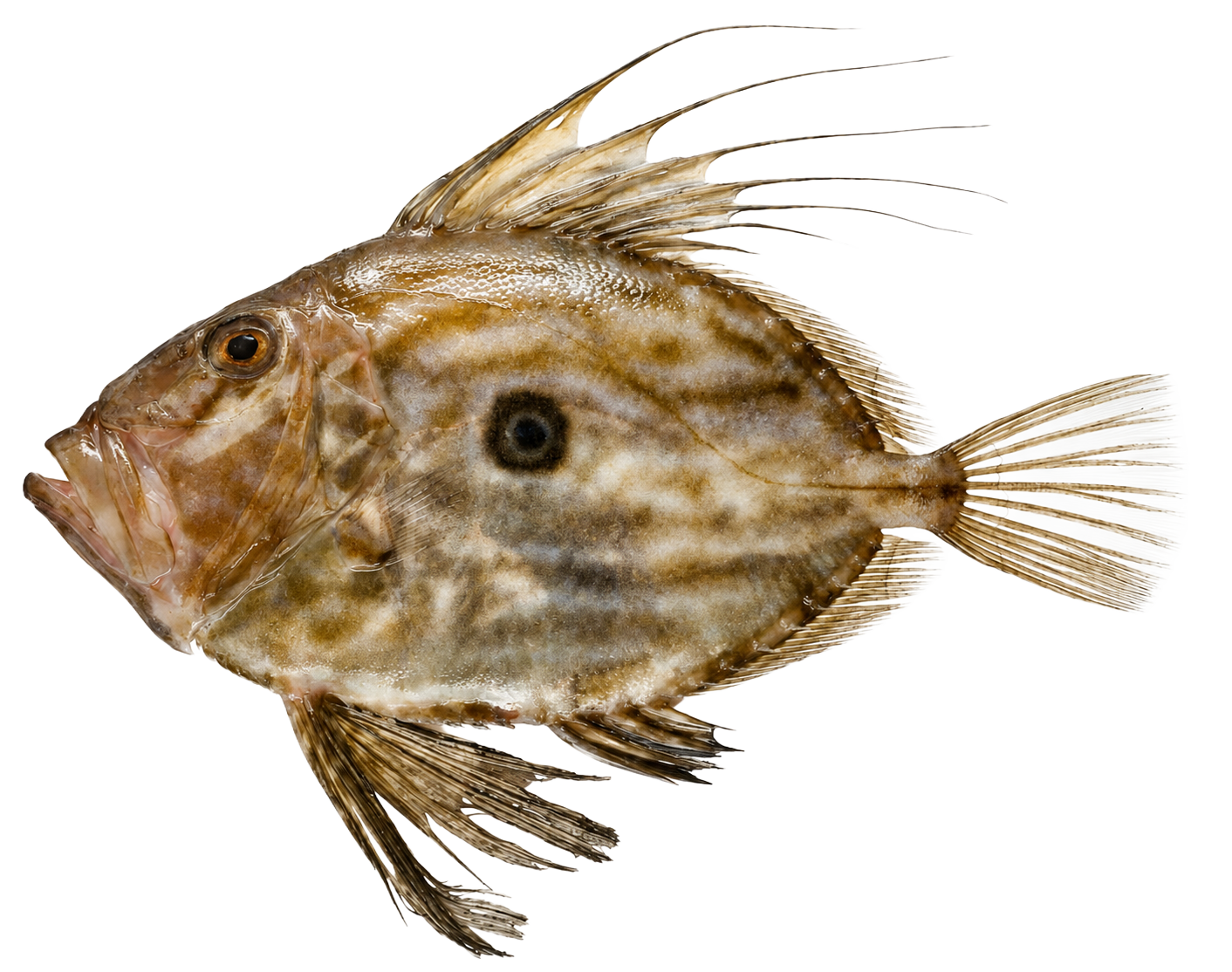 Sandpeterfisch
